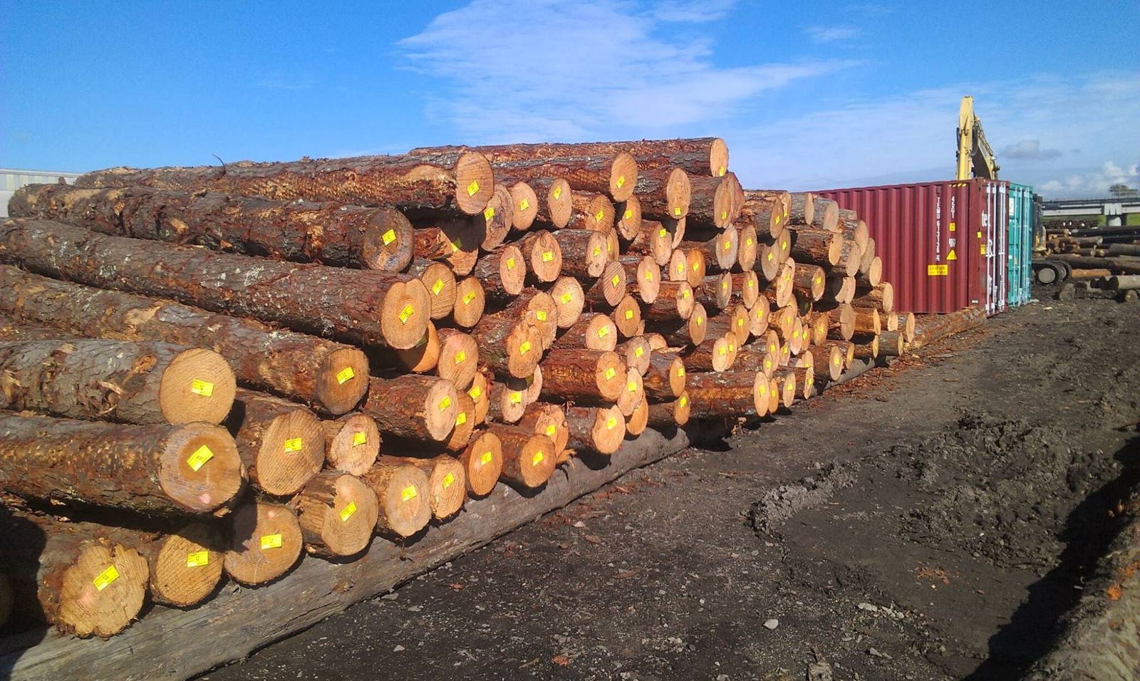 Stacked Australian pine logs ready for export