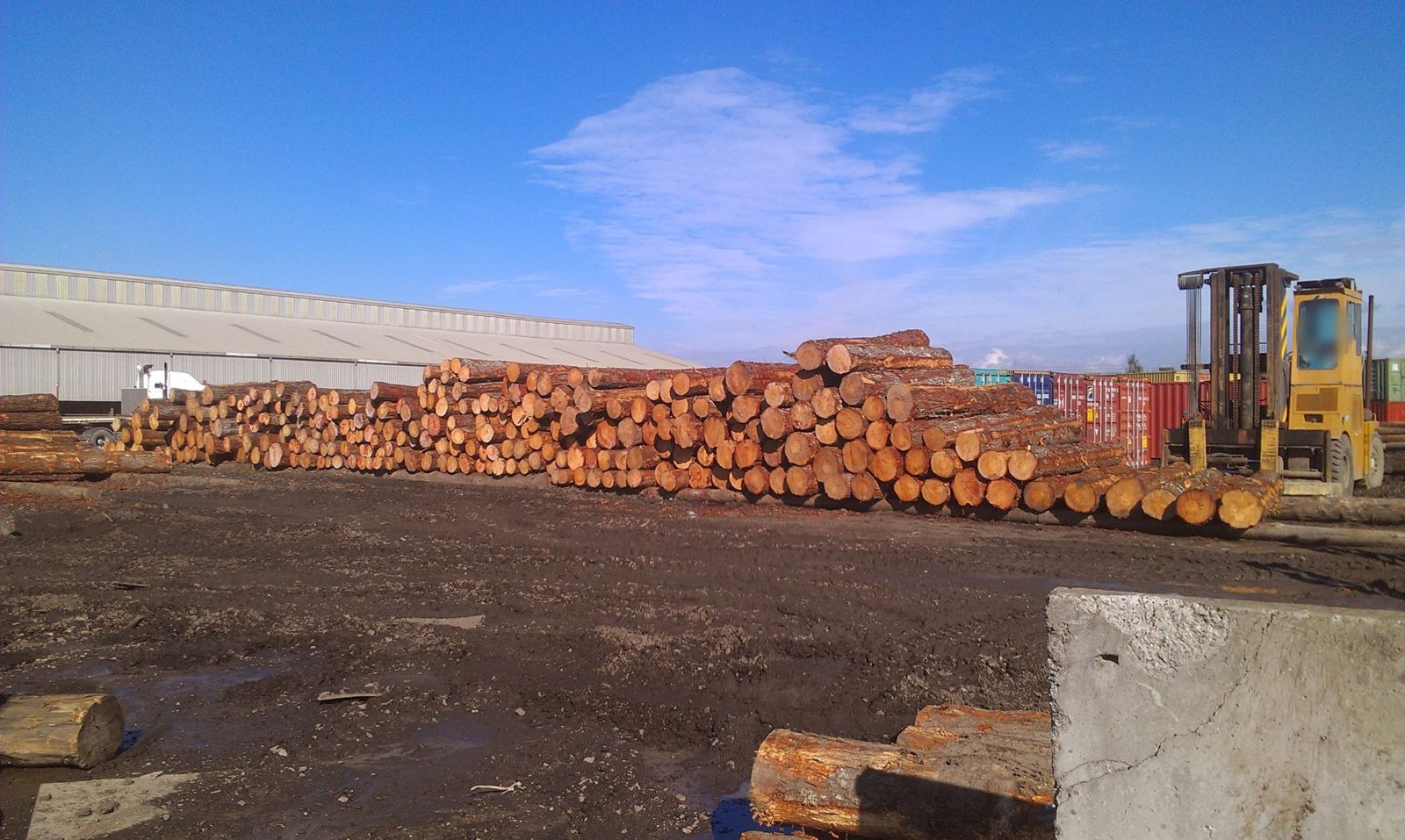Log yard with stacked pine logs and a forklift