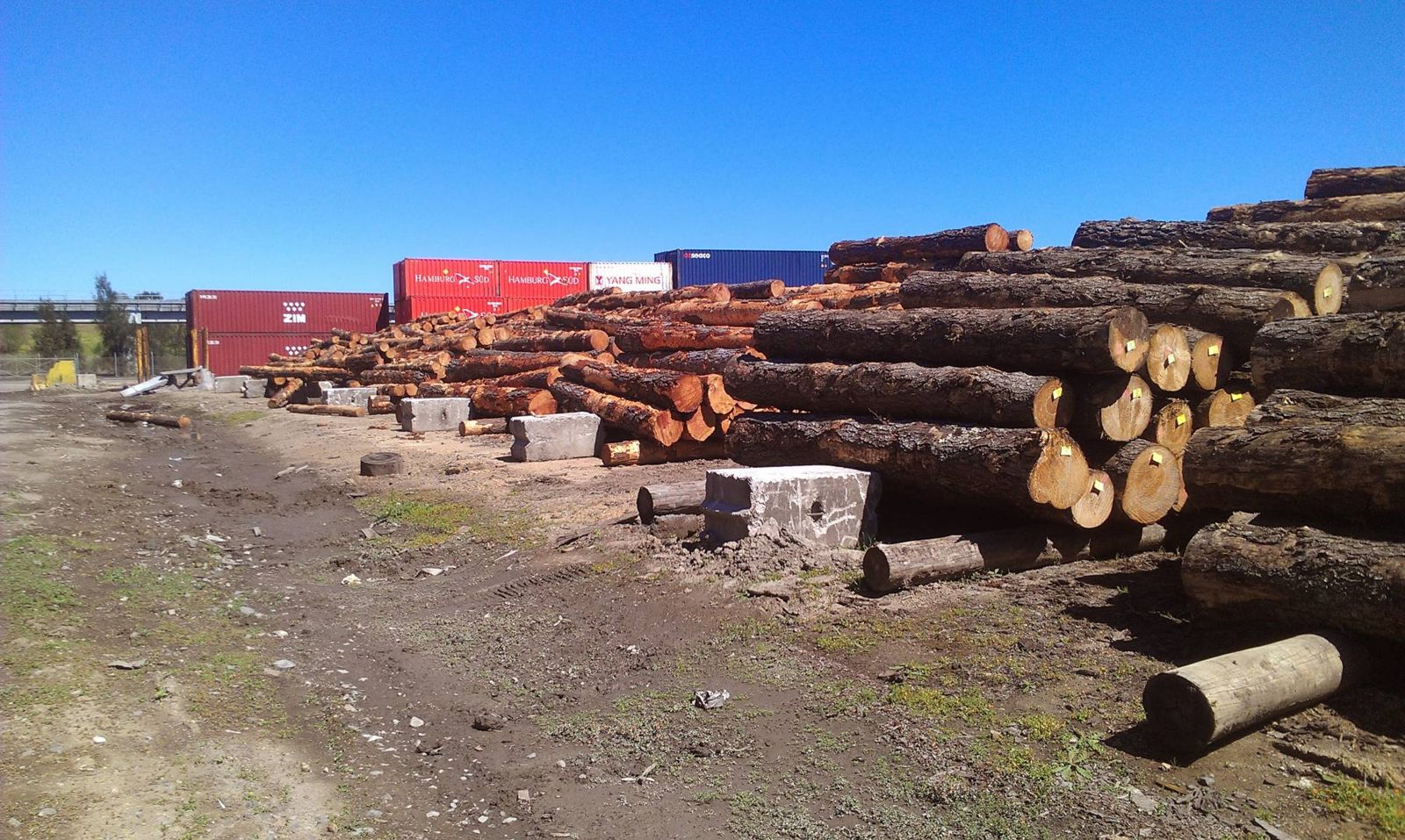 Rows of logs awaiting container loading