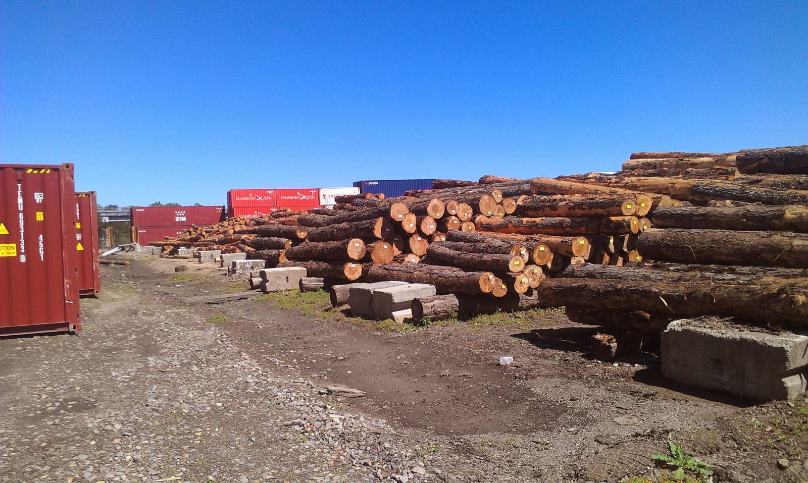 Pine logs stacked beside shipping containers